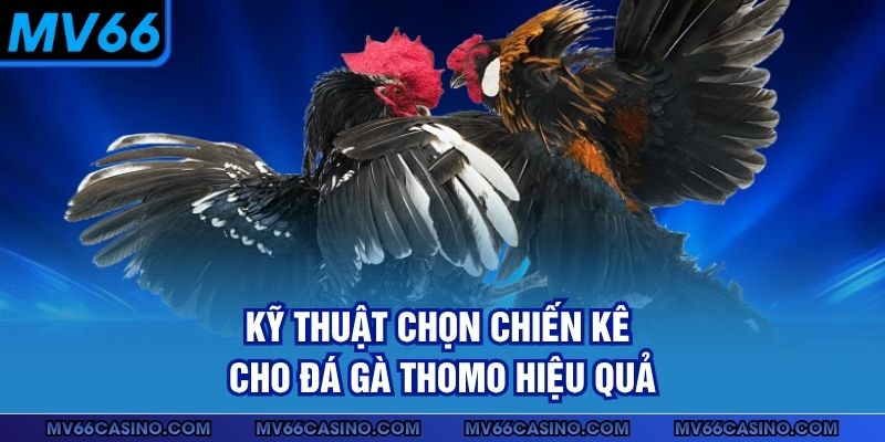 Kỹ thuật chọn chiến kê cho đá gà Thomo hiệu quả Kỹ thuật chọn chiến kê cho đá gà Thomo hiệu quả